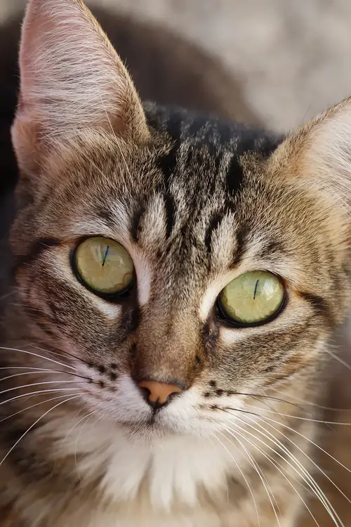 Cat looking in camera