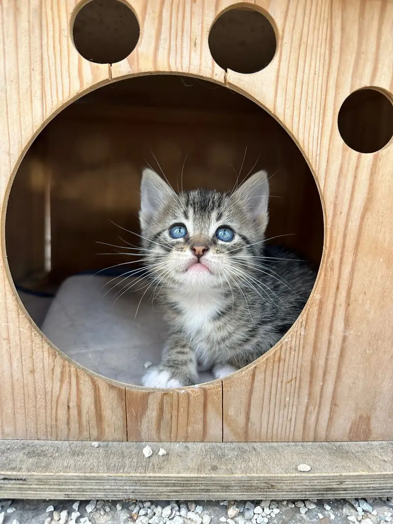 Kitten adopta Small kitten with blue eyes