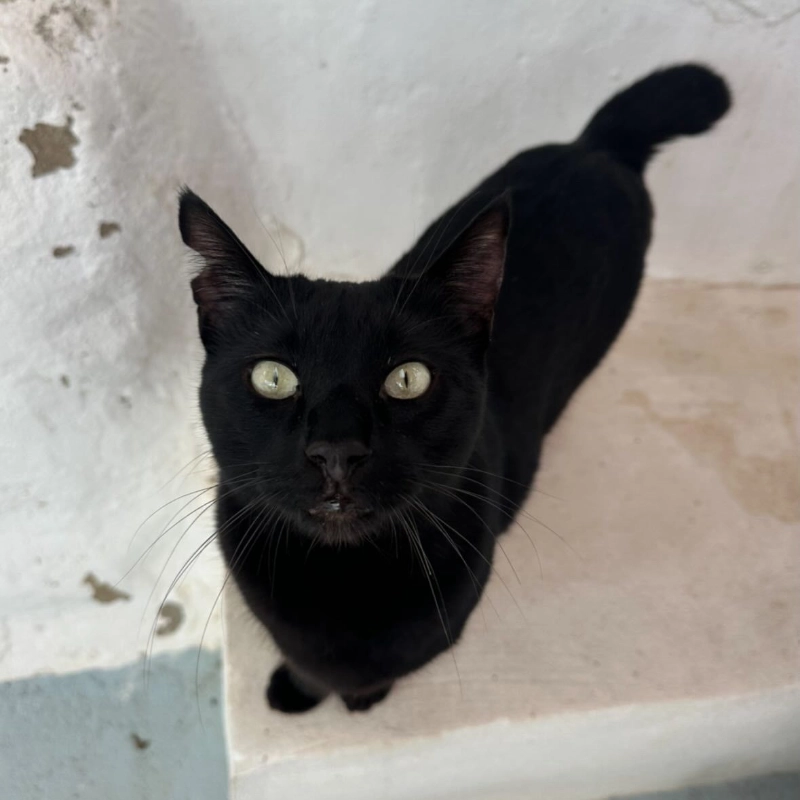 Negrito Negrito