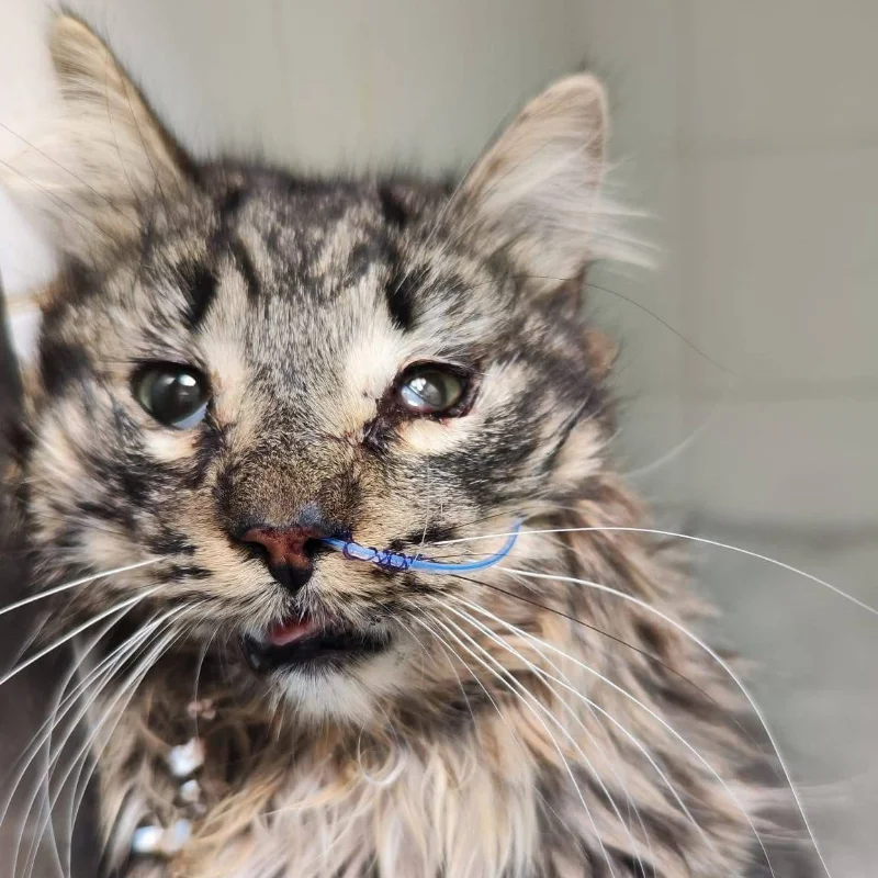 a second chance gewonde kat